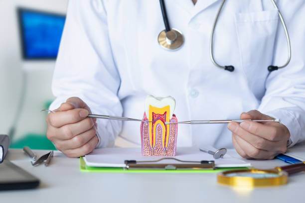 Best Emergency Dental Services for Seniors in Scotland Neck, NC